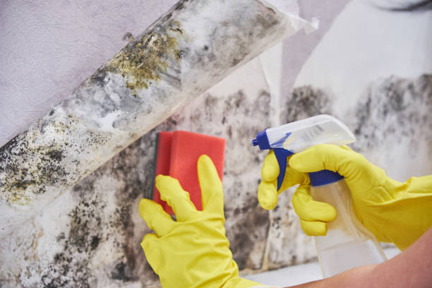 Veneta, OR Mold Removal & Remediation Company